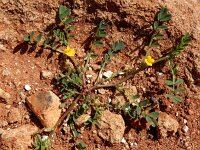 Hippocrepis unisiliquosa 3, Saxifraga-Ed Stikvoort