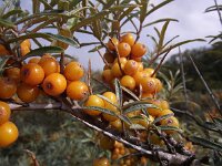 Hippophae rhamnoides 10, Duindoorn, Saxifraga-Frank Dorsman  Hippophae rhamnoides, DuindoornAW duinen 210811