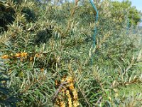 Hippophae rhamnoides 20, Duindoorn, Saxifraga-Rutger Barendse