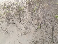 Hippophae rhamnoides 22, Duindoorn, Saxifraga-Rutger Barendse