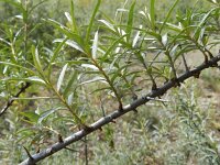 Hippophae rhamnoides 23, Duindoorn, Saxifraga-Rutger Barendse