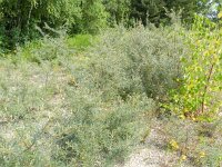 Hippophae rhamnoides 25, Duindoorn, Saxifraga-Rutger Barendse