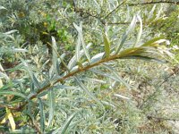 Hippophae rhamnoides 26, Duindoorn, Saxifraga-Rutger Barendse