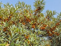 Common Sea-buckthorn (Hippophae rhamnoides) with orange berries  Common Sea-buckthorn (Hippophae rhamnoides) with orange berries : Dutch, Netherlands, Sea Buckthorn, buchthorn, dune, rural landscape, Europe, European, bush, shrub, nature, natural, Holland, Hippophae rhamnoides, berry, berries, fruit, orange, outside, outdoor, no people, nobody, summer, summertime, fall, autumn, leaf leaves, vascaular plant