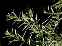 Hippophae rhamnoides 43, Duindoorn, Saxifraga-Jan van der Straaten