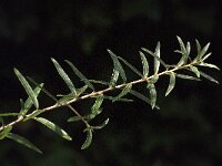 Hippophae rhamnoides 44, Duindoorn, Saxifraga-Jan van der Straaten