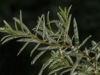 Hippophae rhamnoides 45, Duindoorn, Saxifraga-Jan van der Straaten