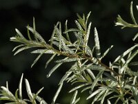 Hippophae rhamnoides 46, Duindoorn, Saxifraga-Jan van der Straaten