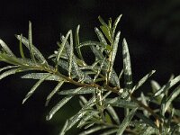 Hippophae rhamnoides 47, Duindoorn, Saxifraga-Jan van der Straaten