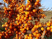 Hippophae rhamnoides 48, Duindoorn, Saxifraga-Hans Grotenhuis
