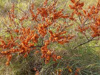 Hippophae rhamnoides 49, Duindoorn, Saxifraga-Hans Grotenhuis