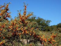 Hippophae rhamnoides 5, Duindoorn, Saxifraga-Ed Stikvoort
