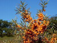 Hippophae rhamnoides 50, Duindoorn, Saxifraga-Ed Stikvoort