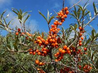 Hippophae rhamnoides 51, Duindoorn, Saxifraga-Ed Stikvoort : Beuningerwaard