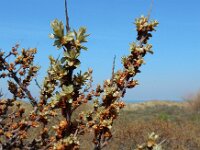 Hippophae rhamnoides 52, Duindoorn, Saxifraga-Ed Stikvoort