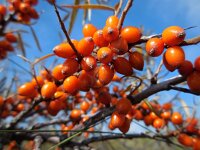 Hippophae rhamnoides 53, Duindoorn, Saxifraga-Ed Stikvoort