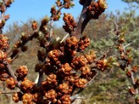 Hippophae rhamnoides 54, Duindoorn, Saxifraga-Ed Stikvoort