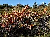 Hippophae rhamnoides 55, Duindoorn, Saxifraga-Ed Stikvoort
