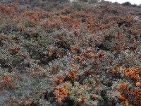 Hippophae rhamnoides 56, Duindoorn, Saxifraga-Ed Stikvoort