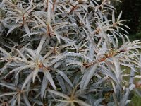 Hippophae rhamnoides 57, Duindoorn, Saxifraga-Ed Stikvoort