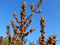 Hippophae rhamnoides 59, Duindoorn, Saxifraga-Ed Stikvoort