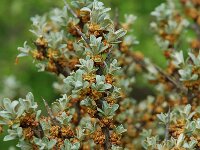 Hippophae rhamnoides 6, Duindoorn, Saxifraga-Willem van Kruijsbergen