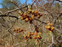 Hippophae rhamnoides 60, Duindoorn, male, Saxifraga-Ed Stikvoort : duindoorn Kop van Schouwen s9900