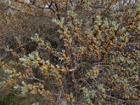 Hippophae rhamnoides 63, Duindoorn, male, Saxifraga-Ed Stikvoort : weichselboom Kop van Schouwen Zutphen Beesd - Culemborg Breda