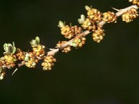 Hippophae rhamnoides 64, Duindoorn, Saxifraga-Jan van der Straaten