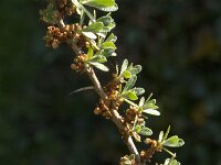 Hippophae rhamnoides 67, Duindoorn, Saxifraga-Jan van der Straaten