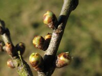 Hippophae rhamnoides 8, Duindoorn, Saxifraga-Rutger Barendse