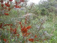 Hippophae rhamnoides 9, Duindoorn, Saxifraga-Peter Meininger