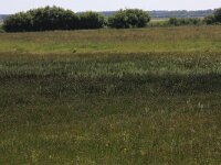 Hippuris vulgaris 11, Lidsteng, Saxifraga-Hans Boll