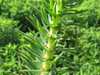 Hippuris vulgaris 2, Lidsteng, Saxifraga-Jasenka Topic