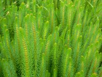 Hippuris vulgaris 21, Lidsteng, Saxifraga-Ed Stikvoort