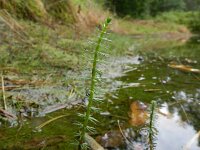 Hippuris vulgaris 23, Lidsteng, Saxifraga-Rutger Barendse