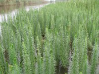 Hippuris vulgaris 24, Lidsteng, Saxifraga-Rutger Barendse