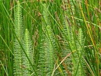 Hippuris vulgaris 25, Lidsteng, Saxifraga-Hans Grotenhuis