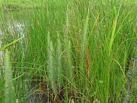 Hippuris vulgaris 26, Lidsteng, Saxifraga-Hans Grotenhuis