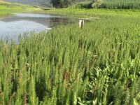 Hippuris vulgaris 3, Lidsteng, Saxifraga-Jasenka Topic
