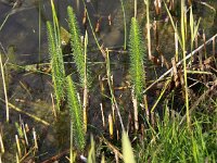 Hippuris vulgaris 4, Lidsteng, Saxifraga-Peter Meininger