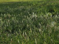 Hippuris vulgaris 7, Lidsteng, Saxifraga-Hans Boll
