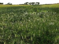 Hippuris vulgaris 8, Lidsteng, Saxifraga-Hans Boll