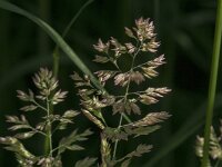 Holcus lanatus 34, Gestreepte witbol, Saxifraga-Jan van der Straaten