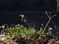 Holosteum umbellatum 10, Heelbeen, Saxifraga-Ed Stikvoort