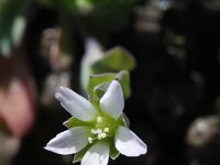 Holosteum umbellatum 11, Heelbeen, Saxifraga-Rutger Barendse