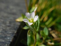 Holosteum umbellatum 6, Heelbeen, Saxifraga-Ed Stikvoort