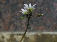 Holosteum umbellatum 7, Heelbeen, Saxifraga-Ed Stikvoort
