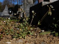 Holosteum umbellatum 9, Heelbeen, Saxifraga-Ed Stikvoort