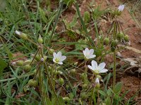 Holosteum umbellatum ssp glutinosum 17, Saxifraga-Ed Stikvoort : Jerevan - Garni s9900